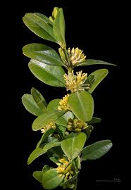 Image result for Buxus acutata