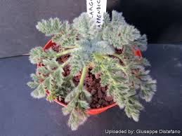 Image result for Pelargonium apetalum