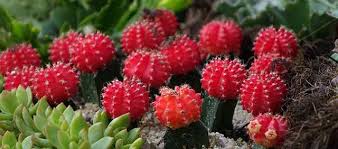 Do you know how often water your cacti? How Often To Water Cactus Plants Ultimate Cactus Watering Guide