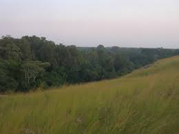 Image result for Melastomastrum segregatum