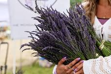 Michigan Lavender festival