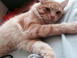 Erkek Kedi Kisirlastirma Nasil Yapilir Kedi Gen Tr