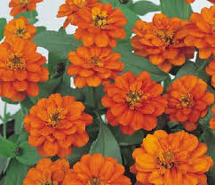 Kwaliteit zaden vanuit het telers segment. Zinnia Profusion Double Fire 250 Seeds