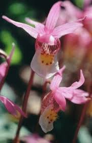 Image result for Bulbostylis sp.no.6