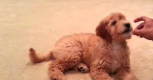 What do i need for my new puppy? F2 Goldendoodle Temperament Size Lifespan Adoption Price