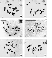 Find great deals on ebay for porcelanas miquel requena. Photomicrographs Of Mitotic Metaphases Scale Bars 10 Mm Fig 14 Download Scientific Diagram
