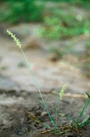 Image result for Cenchrus biflorus