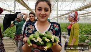 gazipasa da salatalik hasadi basladi