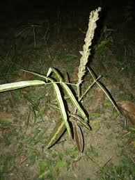 Image result for Uraria picta