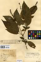 Image result for Hilleria latifolia