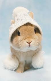 Image result for bunny