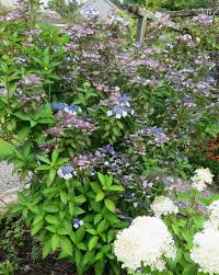 Image result for Mostuea microphylla