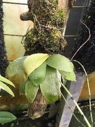 Image result for Aerangis ugandensis