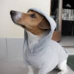 Weitere ideen zu hundepullover, hunde pullover, hundepullover stricken. Clothings For Jack Russell Terrier Sweaters Sweatshirts Coats Raincoats Shipping To Usa And Canada