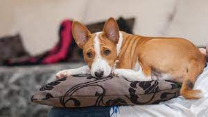 Mounting holes for easy installation. 29 Best Apartment Dogs For Small Spaces Dogtime