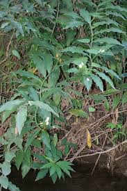 Image result for Costus afer
