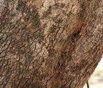 Image result for Combretum psidioides