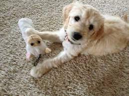 We did not find results for: F2b Goldendoodles For Sale Home Facebook