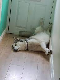 Can A Siberian Husky Be A Guard Dog Petskb
