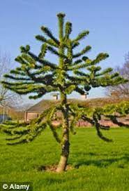 Check spelling or type a new query. Ask Monty Don How Can I Save My Monkey Puzzle Tree Daily Mail Online