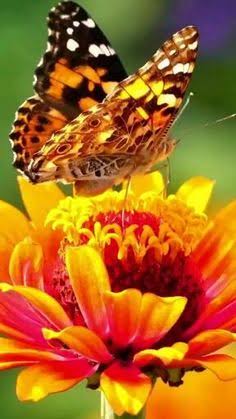 Descubre 600 ideas de BELLAS MARIPOSAS y mariposas exoticas | mariposas bellas, mariposas bonitas, mariposas en movimiento y más