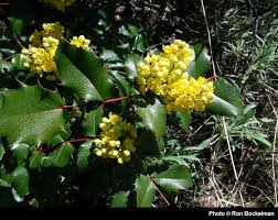 Image result for Mechowia grandiflora