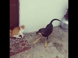 Bitmeyen Dava Kedi Kopek Kavgasi Kes Ve Mirmir Youtube