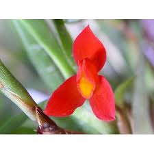 Image result for Polystachya vulcanica