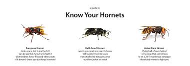 Know Your Hornets Asian Giant Hornet Pretty Chill Horse Fly