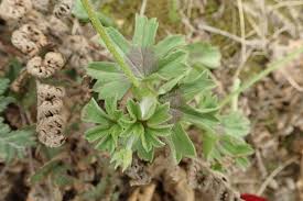 Image result for Pelargonium alchemilloides