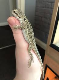 For sale what to look for in a healthy lizard and buying one from a pet store, reptile show, or online breeder. Baby Bearded Dragons And Viv In S20 Rotherham Fur 130 00 Zum Verkauf Shpock De
