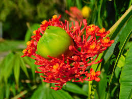 Image result for Jatropha multifida