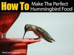 Fill your hummingbird feeder with the cooled sugar water and place it outside. How To Make Hummingbird Food A Perfect Recipe