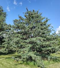 Image result for Hunteria densiflora