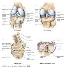 The largest bone in the human body is the thighbone or femur, and the smallest is the stapes in the middle ear, which are just 3 millimeters (mm) the mineral calcium phosphate hardens this framework, giving it strength. Which Is The Main Joint Of The Human Body Quora