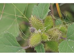 Image result for Xanthium