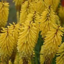 Image result for Kniphofia grantii
