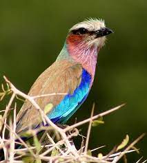 lista de aves de mocambique wikiwand