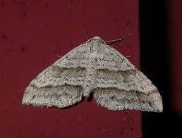 Image result for Mesotype parallelolineata