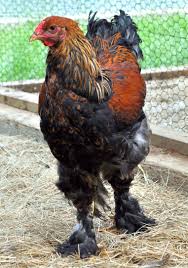 Or do know where i can find a gold partridge cockerel & pullet girlfriend to purchase? Pin On My Dream Farm