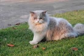 Im interview erzählte uns frau bergner, wie es zur idee kam, warum der aufbau fast gescheitert wäre und warum sie sich trotz mancher schwierigkeiten keinen schöneren. Katzen Aus Dem Garten Vertreiben So Hast Du Erfolg