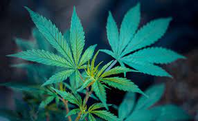 Jun 07, 2021 · that being said, most cannabis you encounter these days is a hybrid of two or three of these types. The Marijuana Leaf Everything You Need To Know