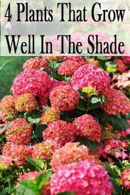 Plants That Grow In Shade Landscaping Shade Landscaping Plants That Grow In Shade Plants