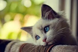Kata kata kucing lucu new calendar template site. 4400 Gambar Wallpaper Binatang Kucing Gratis Terbaik Gambar Hewan
