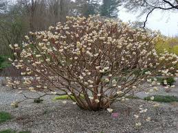 See more ideas about flowering trees, summer flowers, woodland garden. Another Perfect Plant Edgeworthia Chrysantha Land Morphology Perfect Plants Winter Plants Edgeworthia Chrysantha