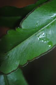 Image result for Lindsaea ensifolia