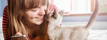 The Best Videos For Cats To Watch Purina