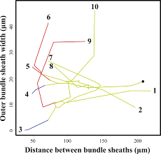Image result for Sartidia angolensis