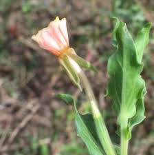 Image result for Oenothera indecora