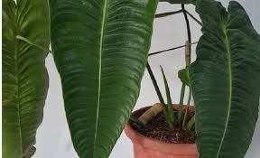 We did not find results for: Bukan Gelombang Cinta Pemilik Daun Bergelombang Ini Jenis Anthurium Veitchii Zona Priangan